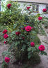 DSC04556