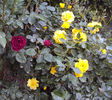 DSC04565