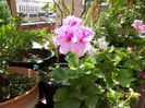 P grandiflora