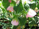 Abutilon