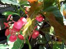 Begonia