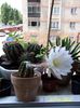 Cactusi