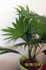 Washingtonia
