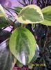 Peperomia