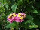 Lantana