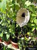 Aristolochia