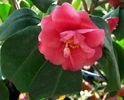 Camelia