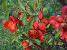 Chaenomeles japonica