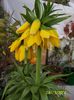 Fritilaria