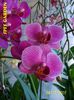 Phalenopsis