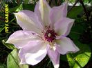 Clematis alb