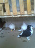Picture 039