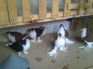 Picture 041