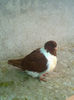 Picture 042