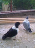 Picture 043