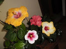 hibiscus grup
