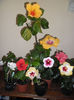 hibiscus grup