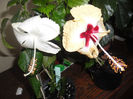 Dainty White +  Silvya Goodman