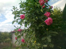 catarator floare mare roz