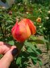 Lady Emma Hamilton • AUSbrother - (Shrub. English Rose Collection)