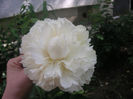 SANY0001