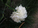 SANY0003