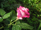 SANY0011