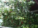 DSCF6996