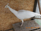 Mascul