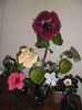 Hibiscus grup