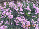 DSCN3232