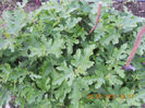 DSCN3244
