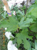 DSCN3268