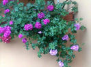 Imag005