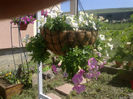 Petunia curgatoare