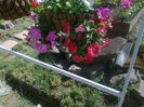Petunia curgatoare