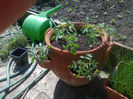 Gardenperle si Tumbling Tom