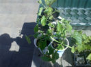 Thunbergia