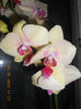 DSCN3290