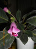 DSCN3295