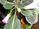DSCN3296