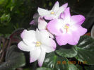 DSCN3283