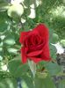 DOC POZE 019