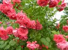 Floribunda 26 mai 2013