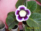 Gloxinii 26 05-2013