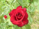 Black Baccara