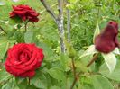 Black Baccara