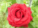Black Baccara
