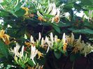 Lonicera zaponica(Mana Maicii Domnului)