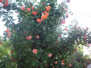 IMGP4058
